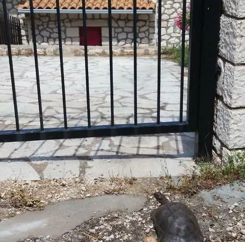 Harmony And Horizon فيلة Athánion